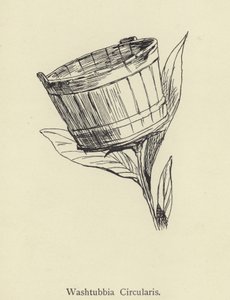 Washtubbia cirkulære af Edward Lear